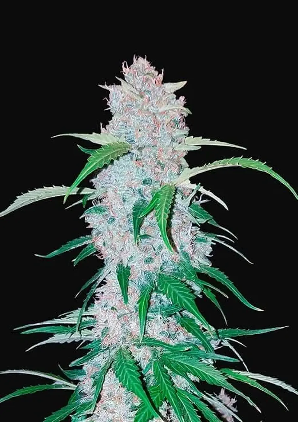 Six Shooter Auto -Fast Buds (X3/X1) 2