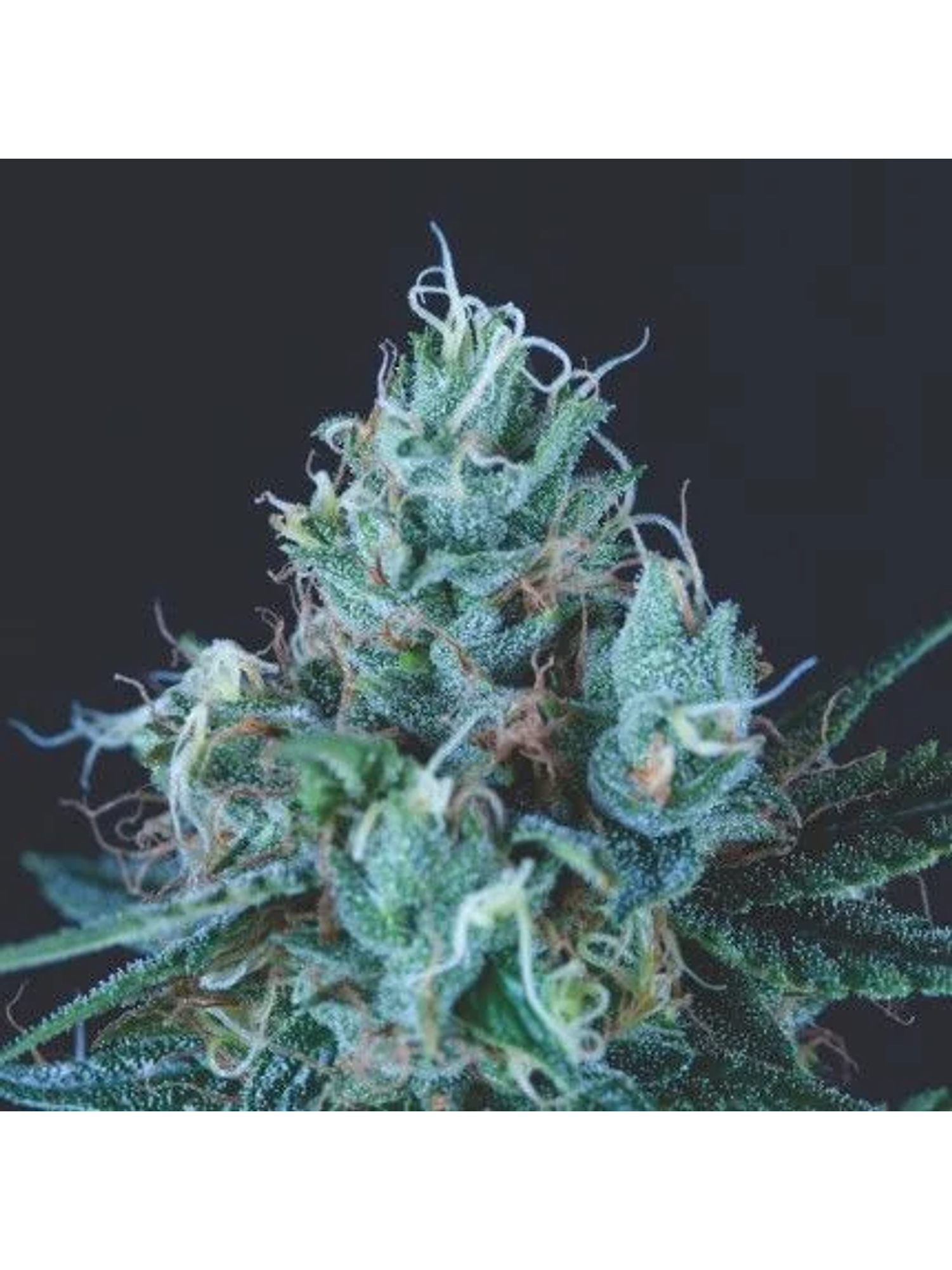 Ice Cream Fem -Pyramid Seeds (X5+2/X3+1) 2