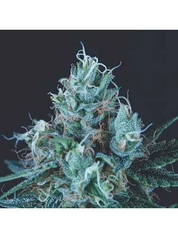 Ice Cream Fem -Pyramid Seeds (X5+2/X3+1) 2