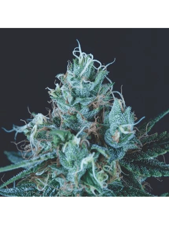 Ice Cream Fem -Pyramid Seeds (X5+2/X3+1) 2