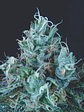 Ice Cream Fem -Pyramid Seeds (X5+2/X3+1) - Miniatura 2