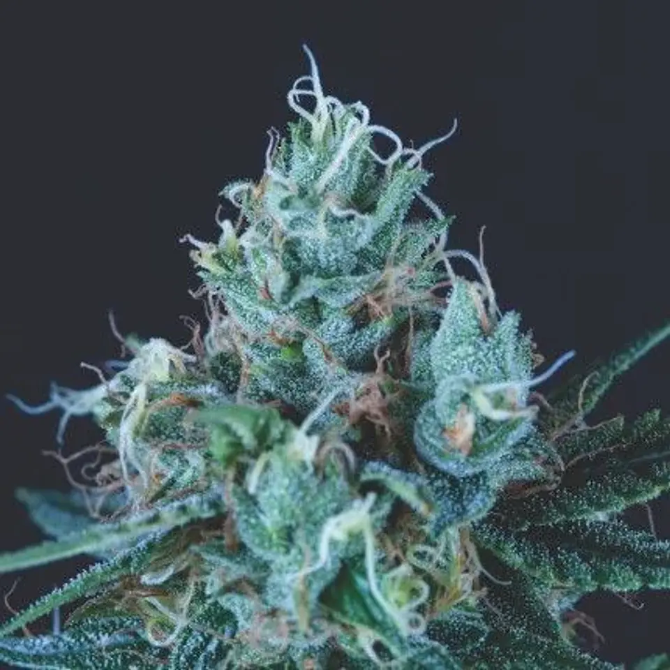 Ice Cream Fem -Pyramid Seeds (X5+2/X3+1) 2