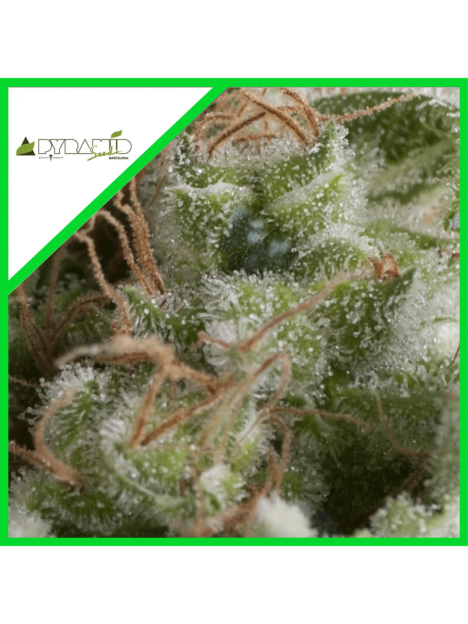 American Pie Auto -Pyramid Seeds (X5+2/X3+1/X1) 2