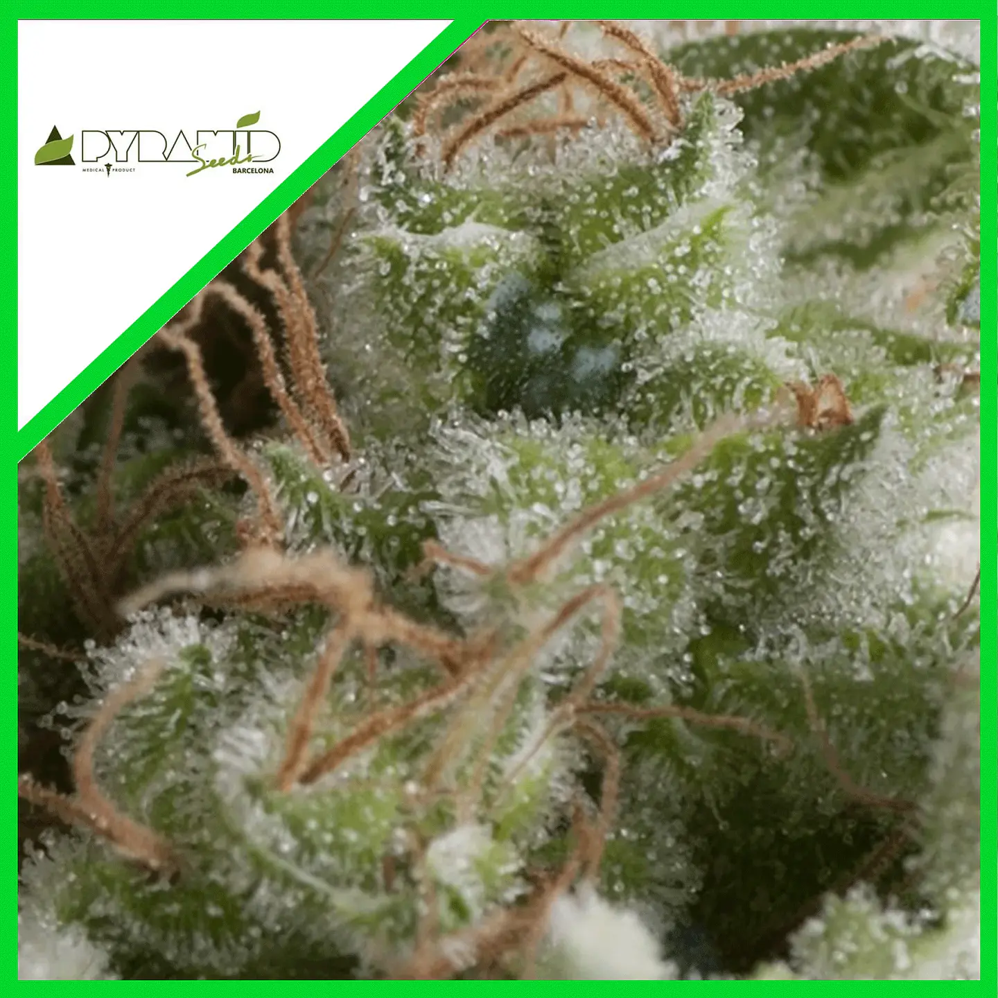 American Pie Auto -Pyramid Seeds (X5+2/X3+1/X1) 2