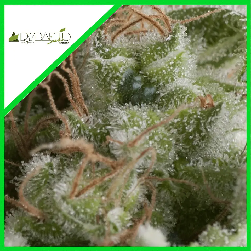 American Pie Auto -Pyramid Seeds (X5+2/X3+1/X1) 2