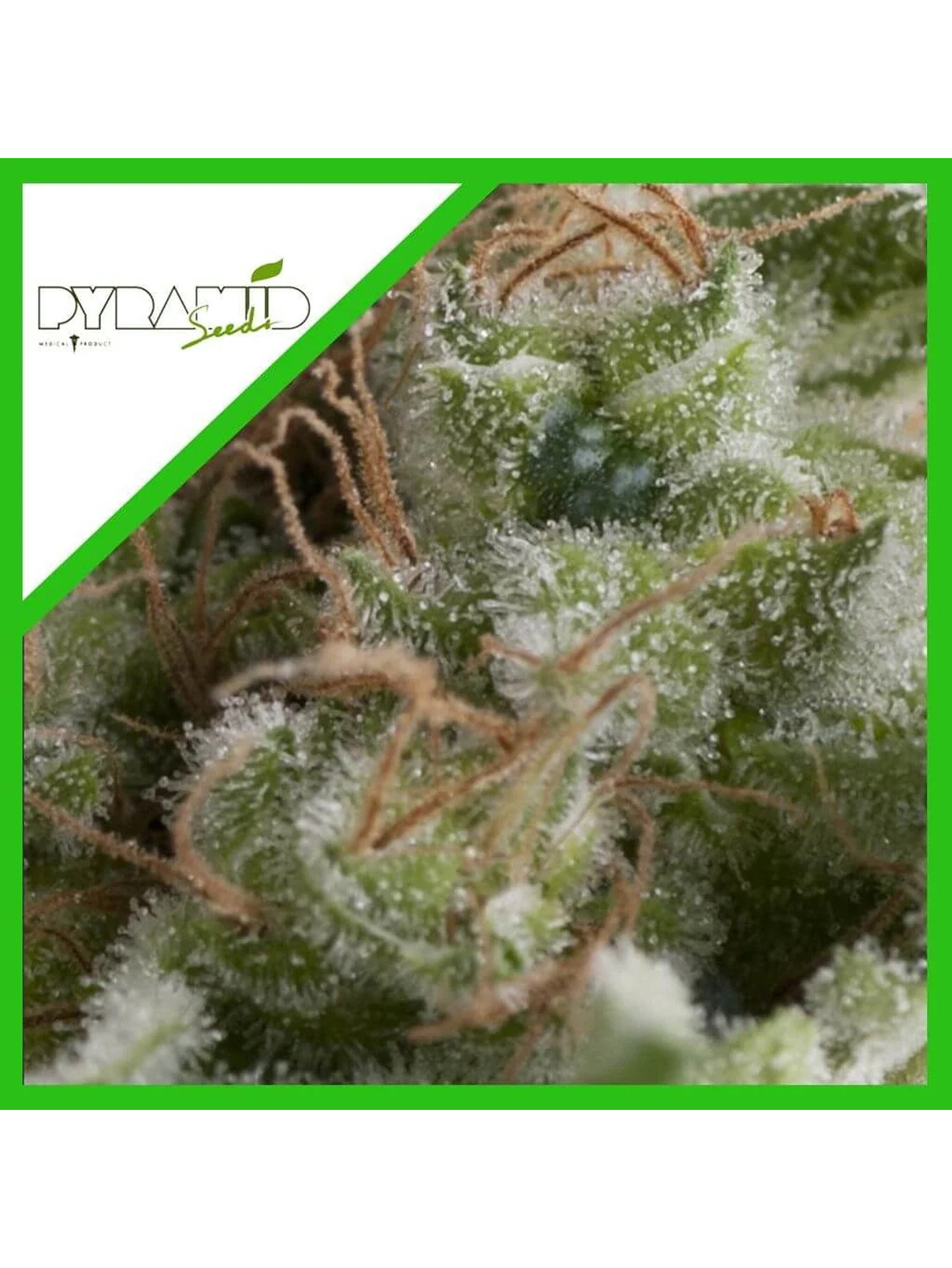 American Pie Auto -Pyramid Seeds (X5+2/X3+1/X1) 4