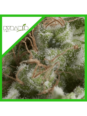 American Pie Auto X5+2 -Pyramid Seeds 4