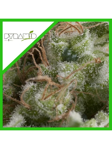 American Pie Auto -Pyramid Seeds (X5+2/X3+1/X1) 4