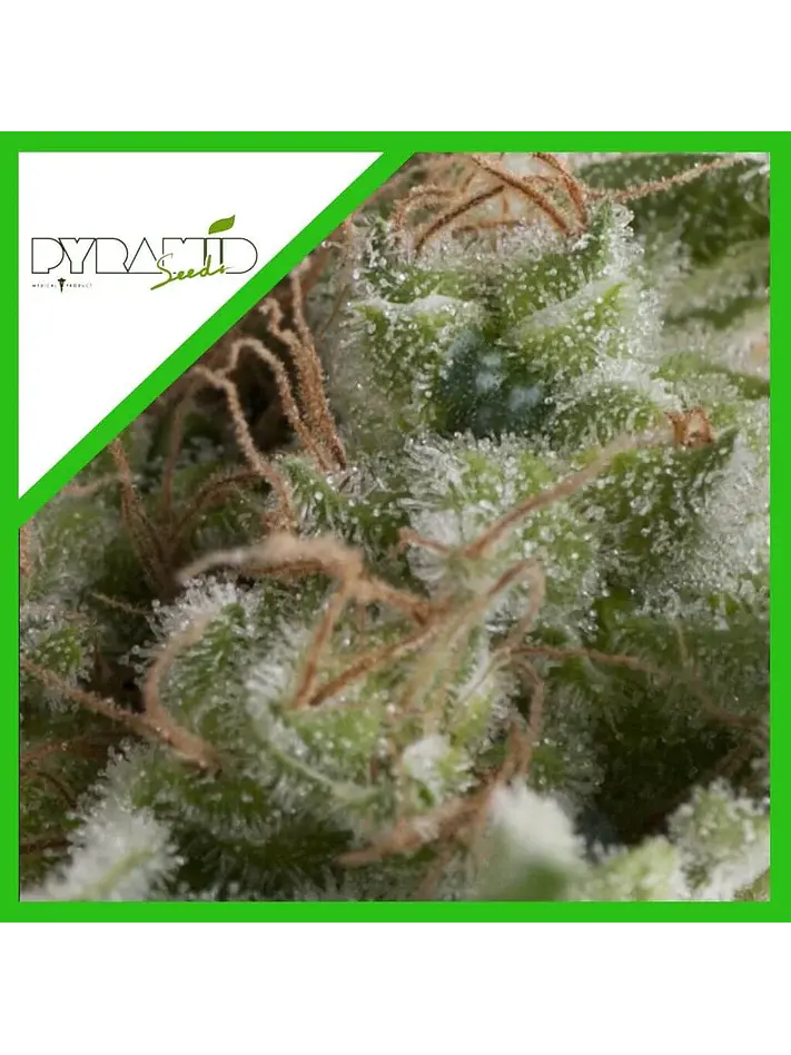 American Pie Auto -Pyramid Seeds (X5+2/X3+1/X1) 4