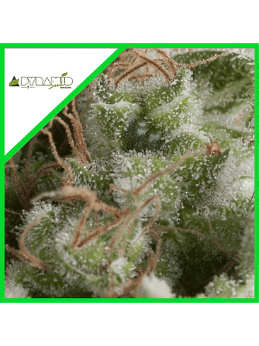 American Pie Auto X5+2 -Pyramid Seeds 3