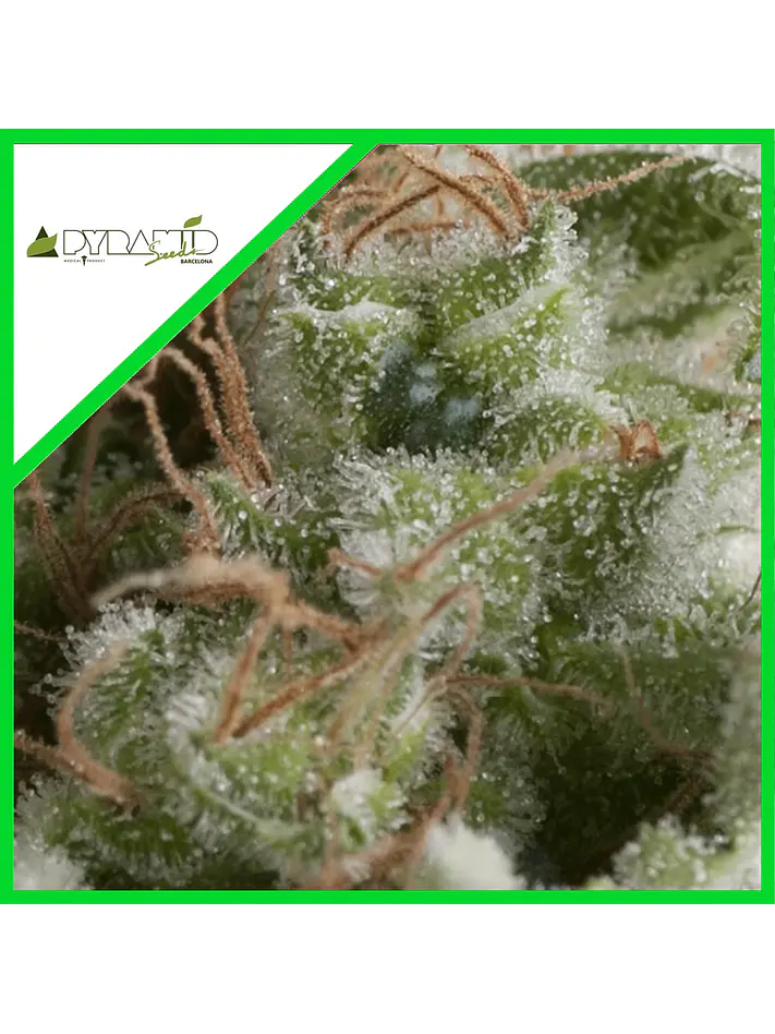 American Pie Auto -Pyramid Seeds (X5+2/X3+1/X1) 3