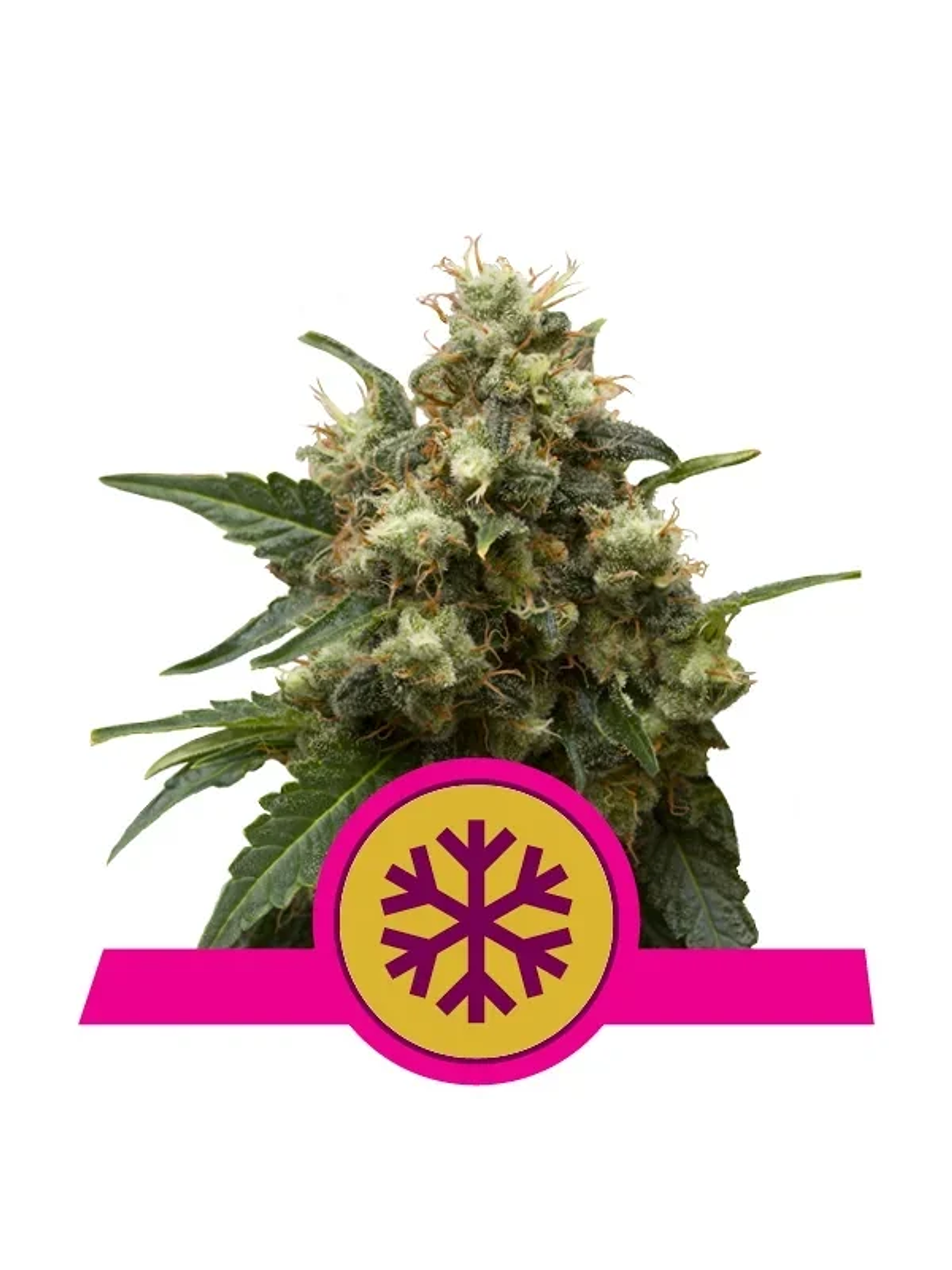 Ice Fem -Royal Queen Seeds (X10/X3) 2