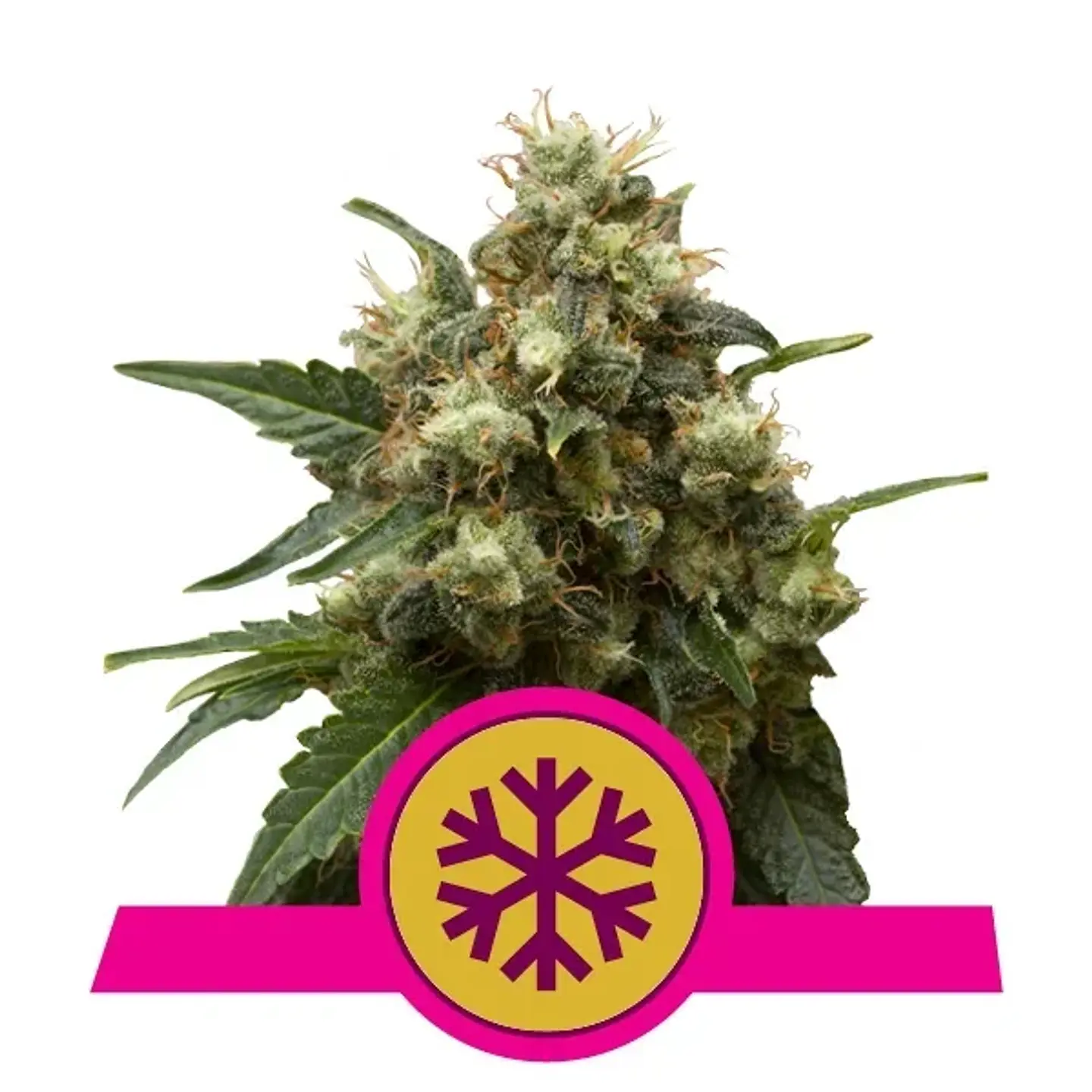Ice Fem -Royal Queen Seeds (X10/X3) 2