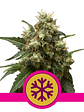 Ice  Fem X10-Royal Queen Seeds - Miniatura 2