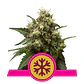 Ice Fem -Royal Queen Seeds (X10/X3) - Miniatura 2