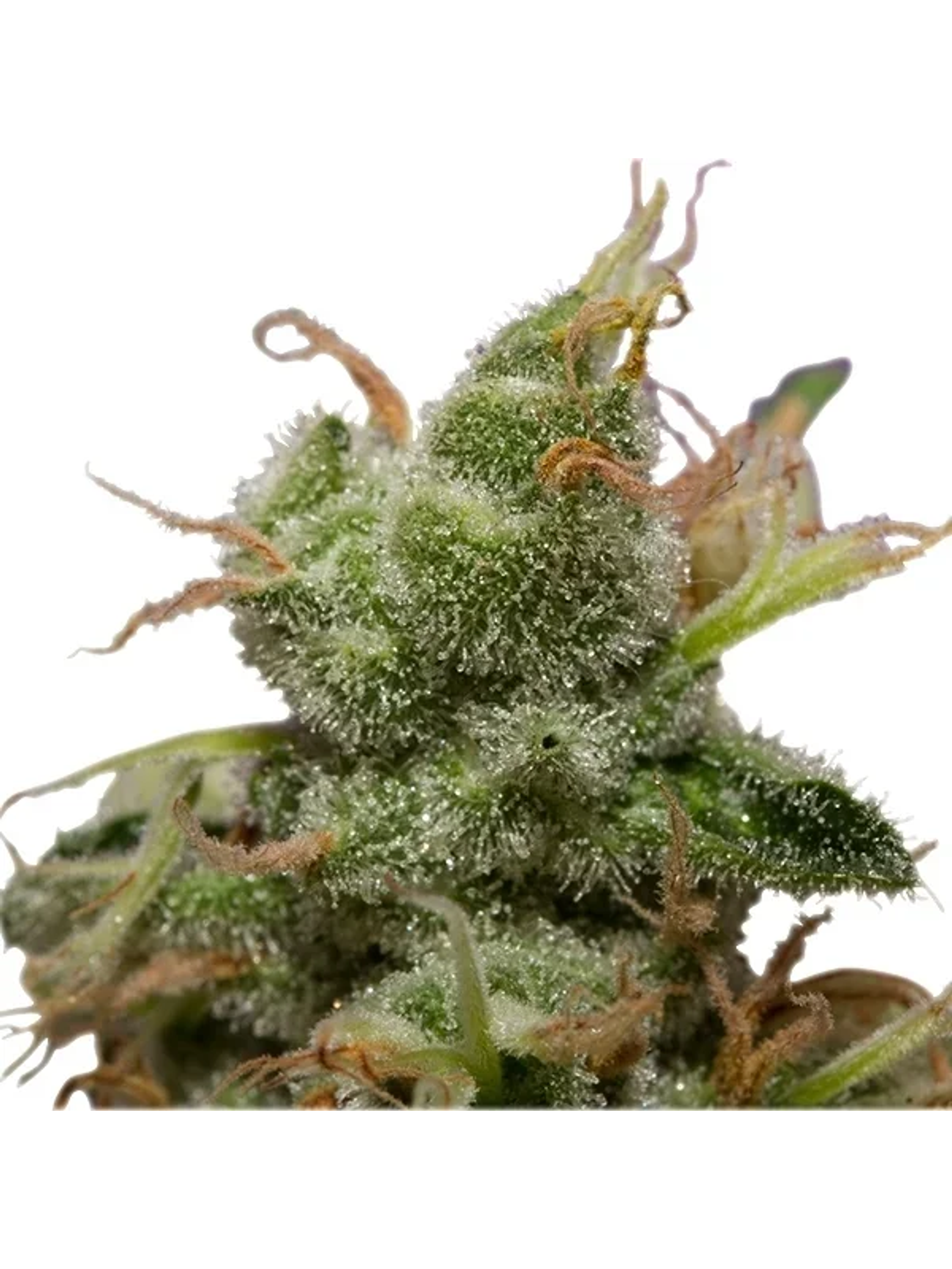 Ice Fem -Royal Queen Seeds (X10/X3) 3