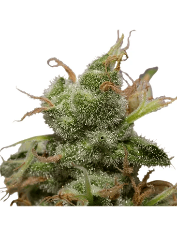 Ice  Fem X10-Royal Queen Seeds 3