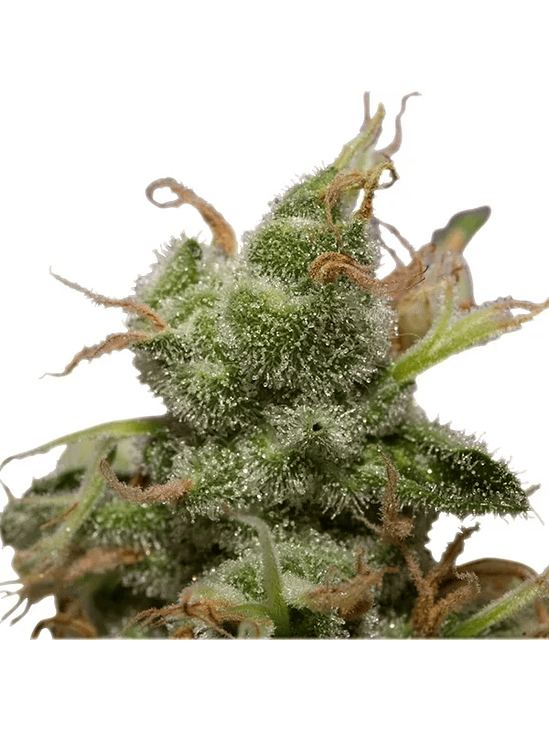 Ice  Fem X10-Royal Queen Seeds 3