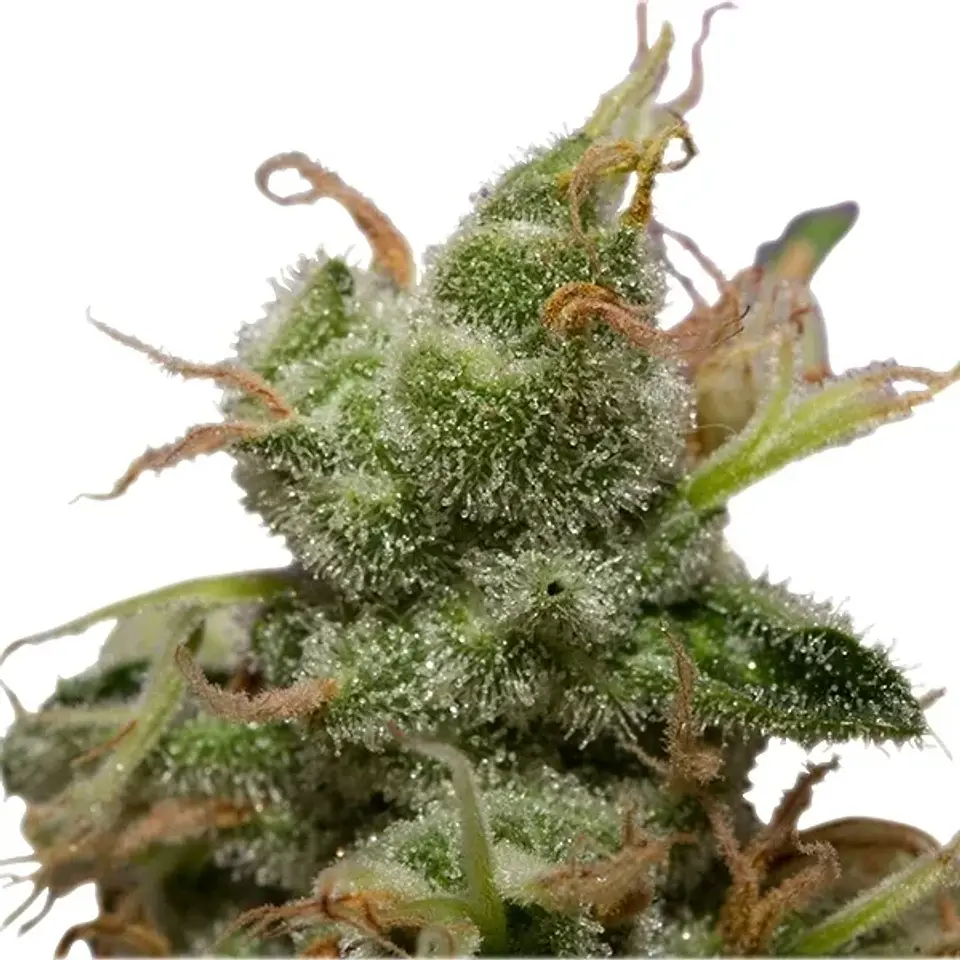 Ice Fem -Royal Queen Seeds (X10/X3) 3