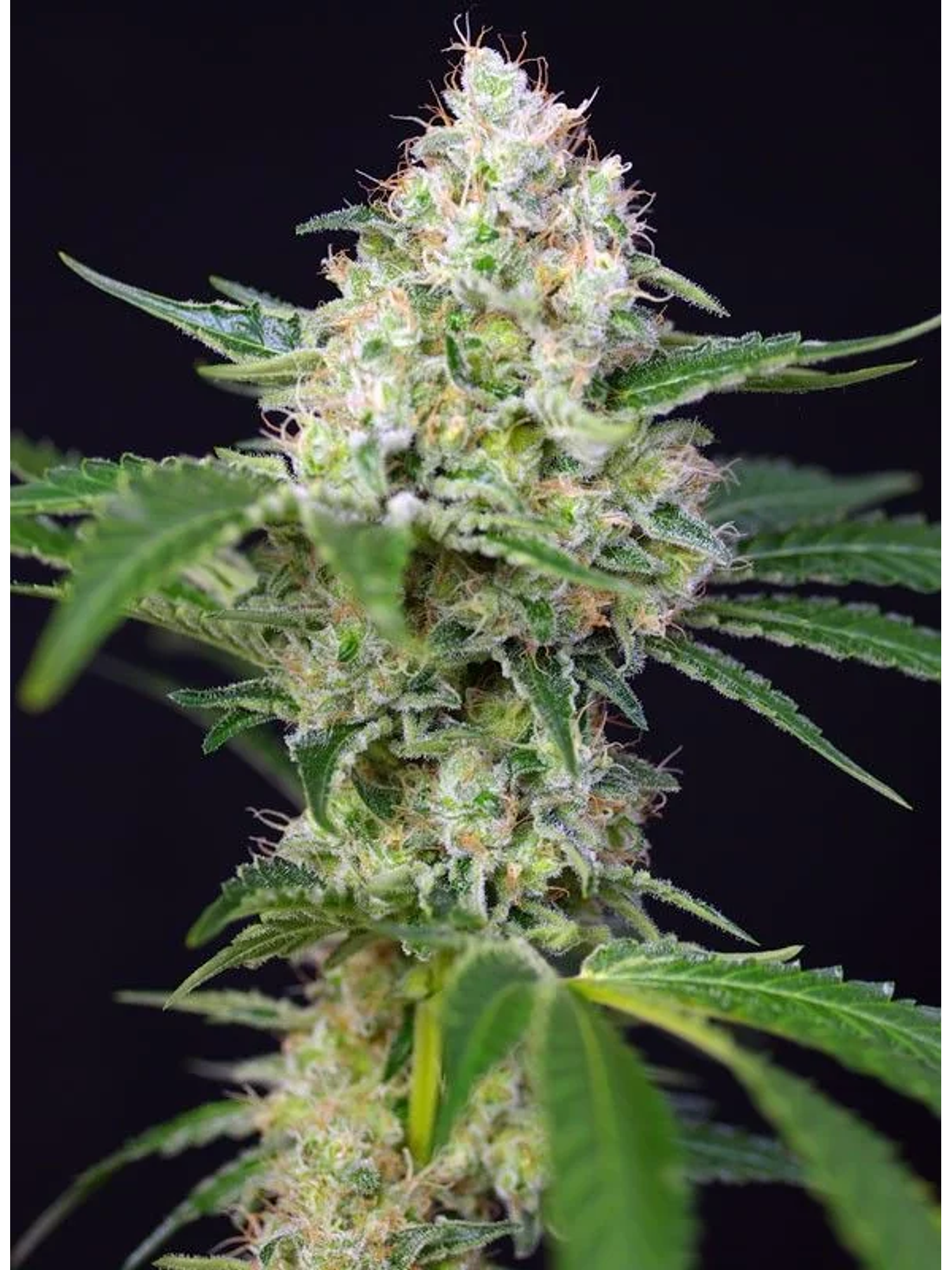 Crystal Candy Fem -Sweet Seeds (X25/X3+1) 2