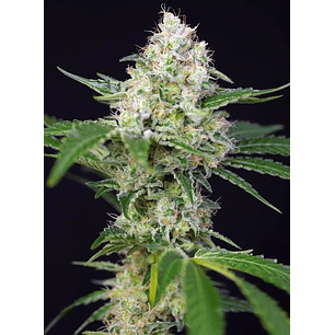 Crystal Candy Fem X25-Sweet Seeds