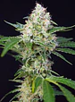 Crystal Candy Fem -Sweet Seeds (X25/X3+1) - Miniatura 2