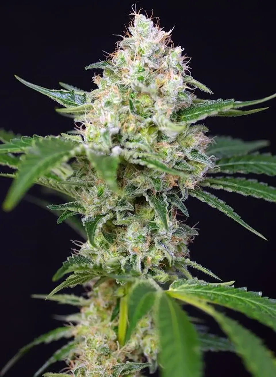 Crystal Candy Fem -Sweet Seeds (X25/X3+1) 2