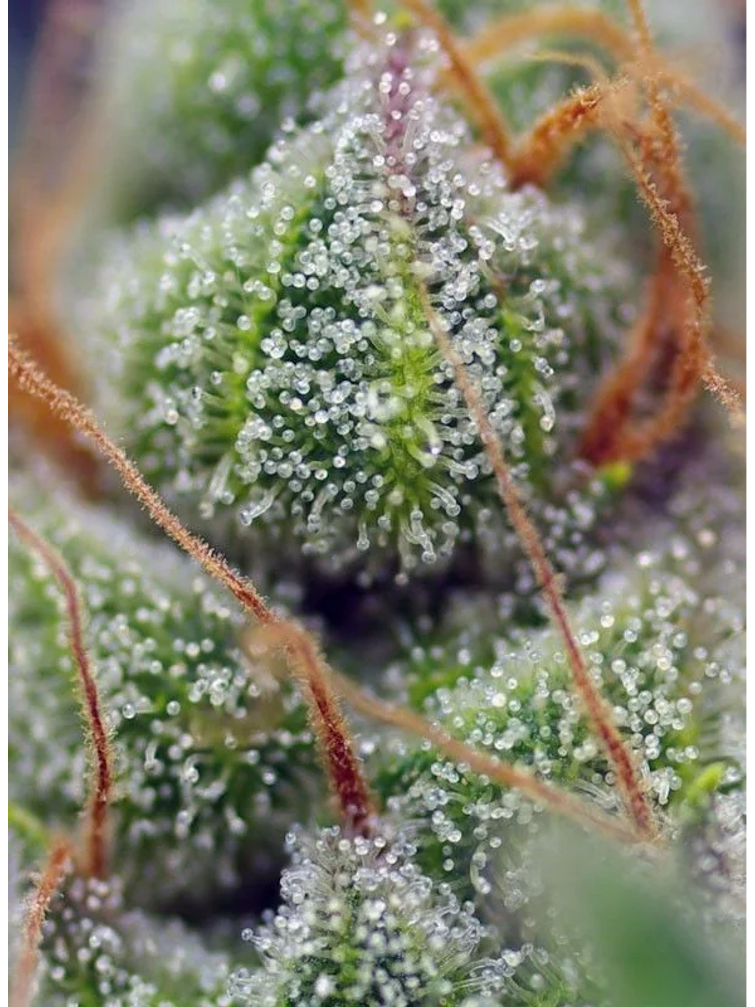 Crystal Candy Fem -Sweet Seeds (X25/X3+1) 3