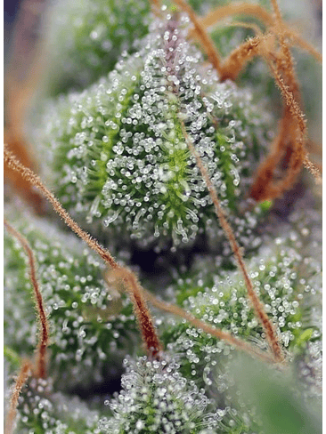 Crystal Candy Fem X25-Sweet Seeds 3