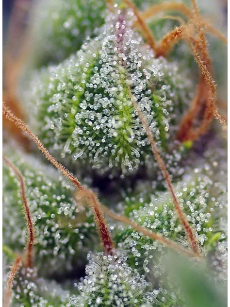 Crystal Candy Fem -Sweet Seeds (X25/X3+1) 3