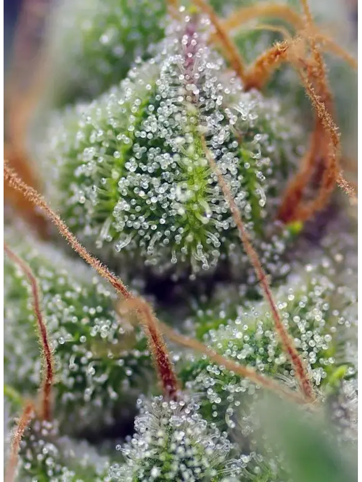 Crystal Candy Fem -Sweet Seeds (X25/X3+1) 3