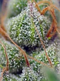 Crystal Candy Fem -Sweet Seeds (X25/X3+1) - Miniatura 3