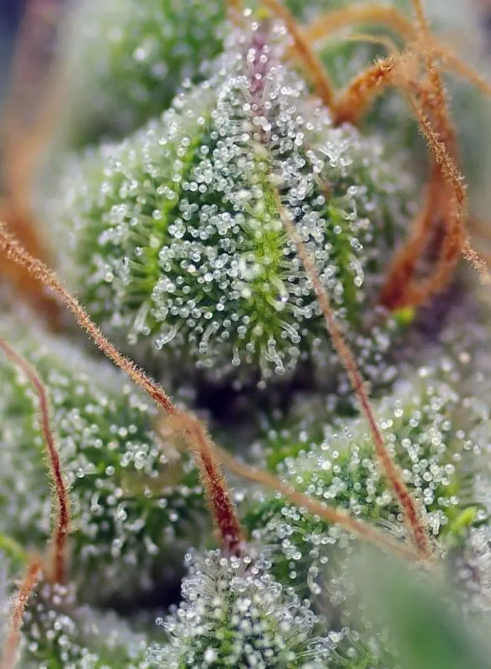 Crystal Candy Fem -Sweet Seeds (X25/X3+1) 3