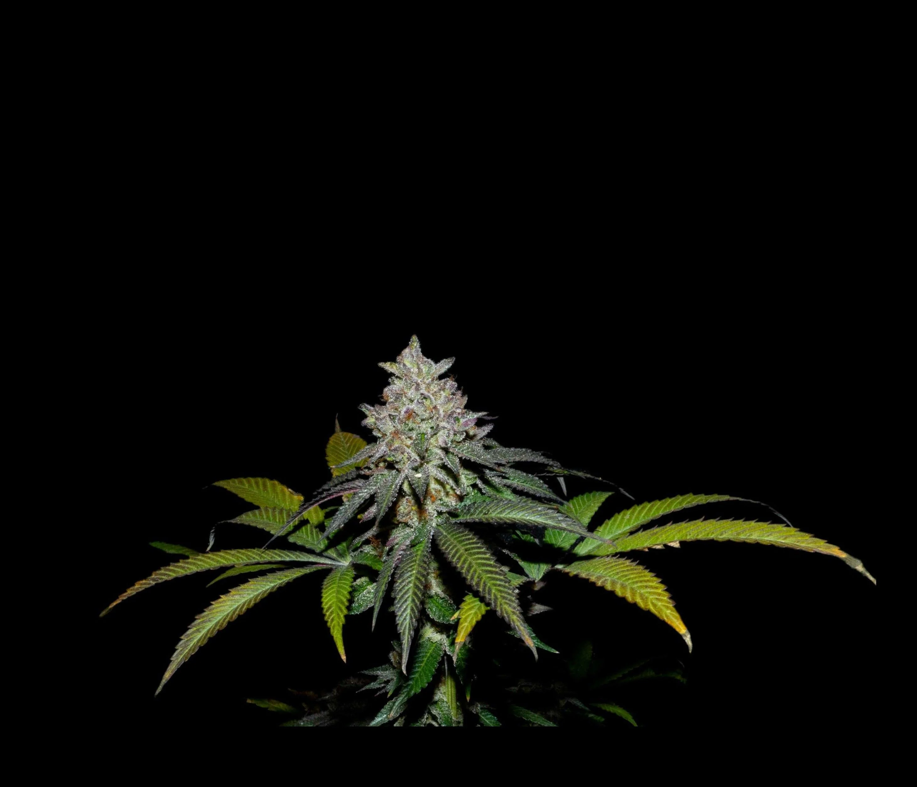 Spritz X Fruity Pebbles Og -Secret File 1