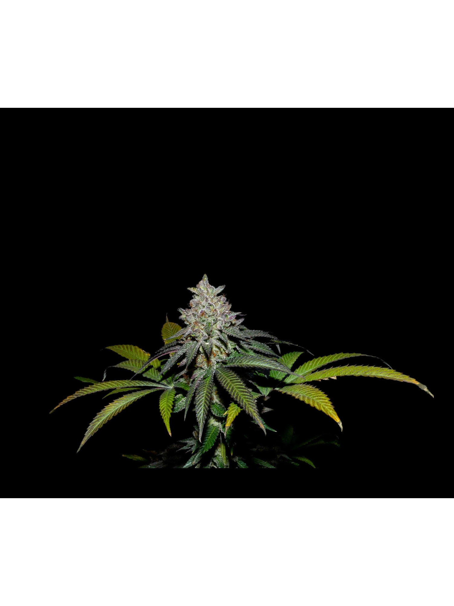 Spritz X Fruity Pebbles Og -Secret File 1