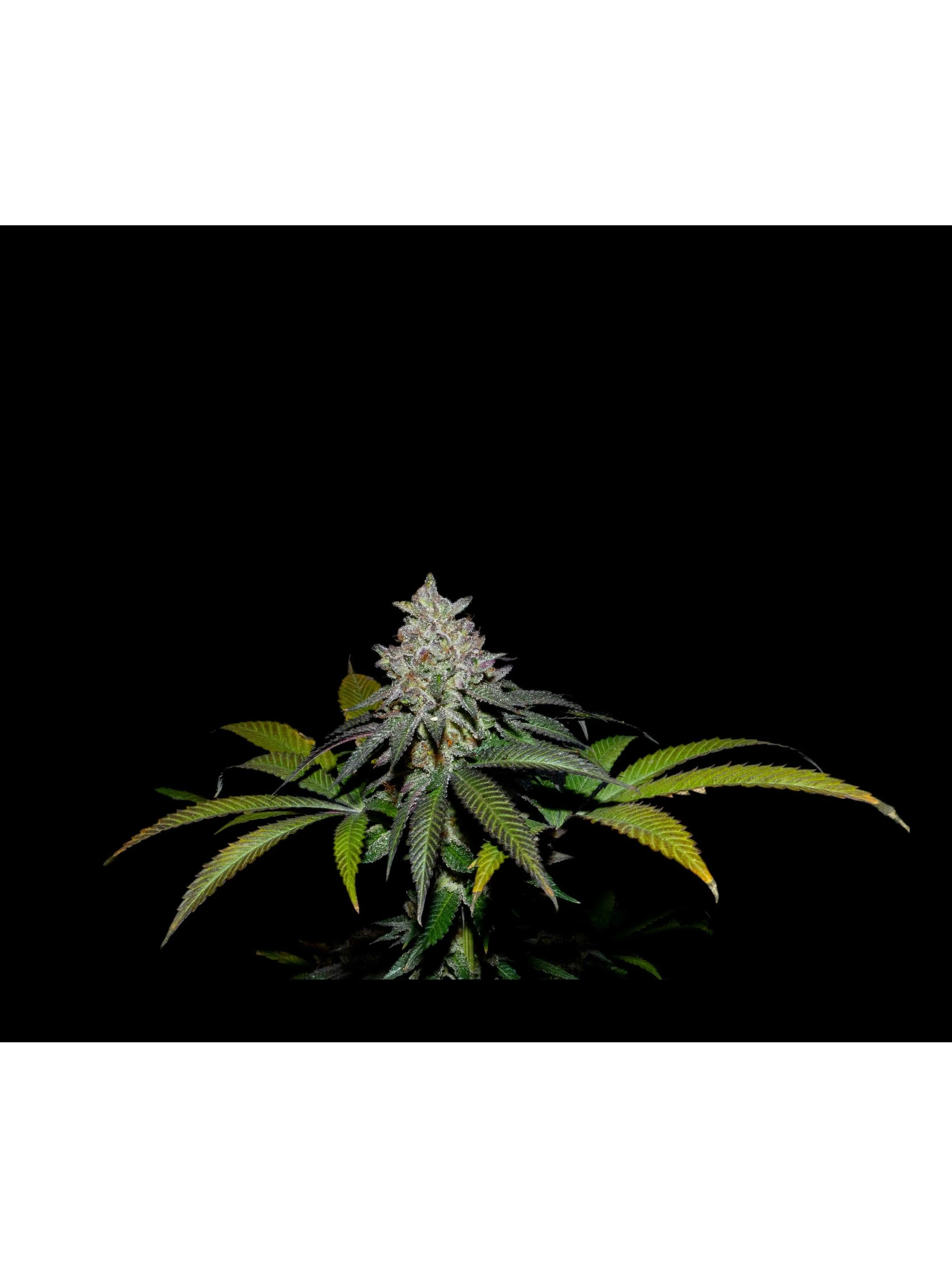 Spritz X Fruity Pebbles Og -Secret File 1