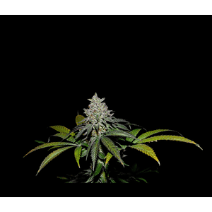 Spritz X Fruity Pebbles Og -Secret File