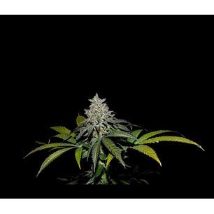 Spritz X Fruity Pebbles Og X25-Secret File