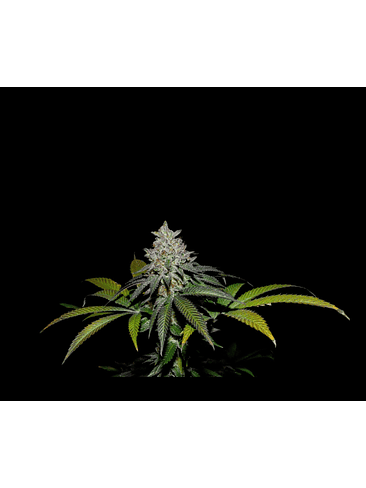 Spritz X Fruity Pebbles Og -Secret File 1