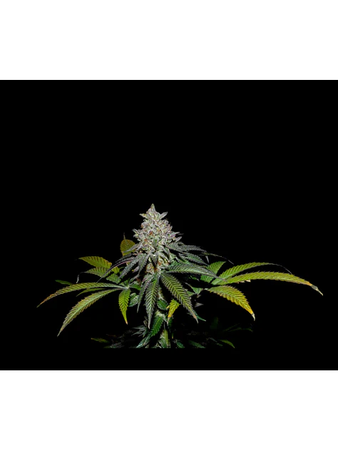 Spritz X Fruity Pebbles Og -Secret File 1
