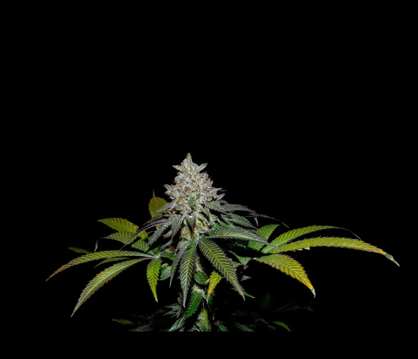 Spritz X Fruity Pebbles Og -Secret File 1