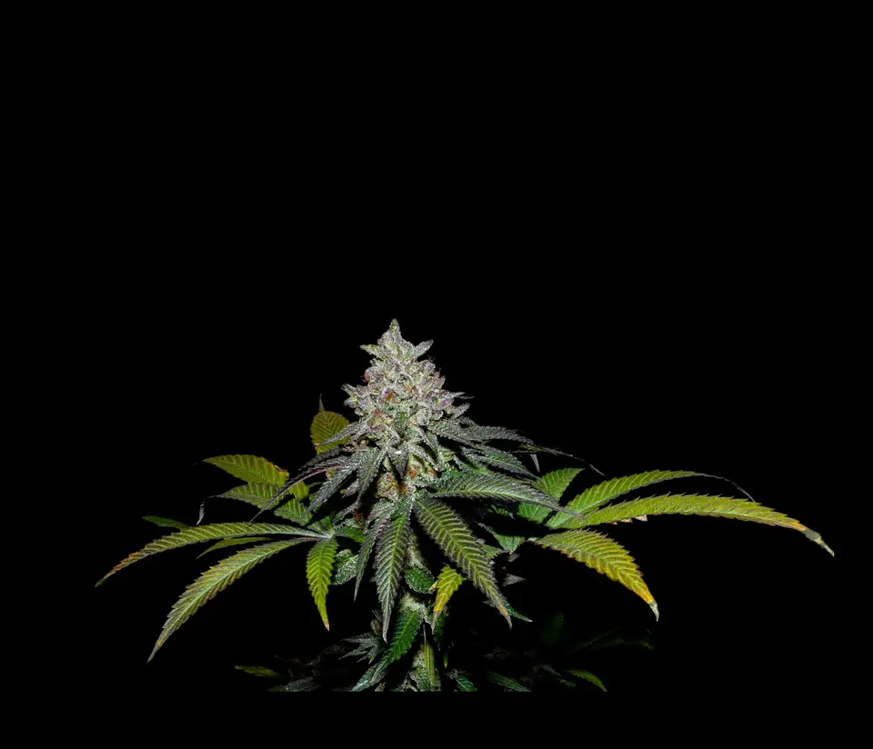Spritz X Fruity Pebbles Og -Secret File 1