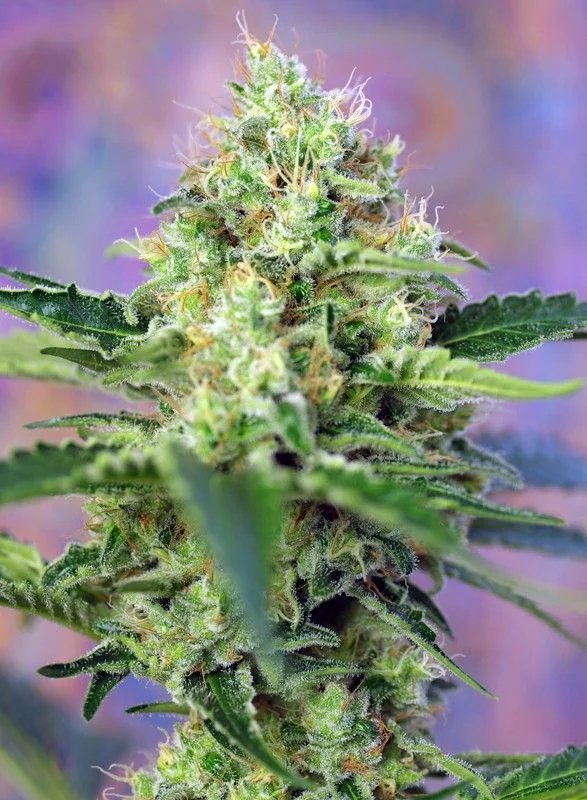 Crystal Candy Fem -Sweet Seeds (X25/X3+1) 4