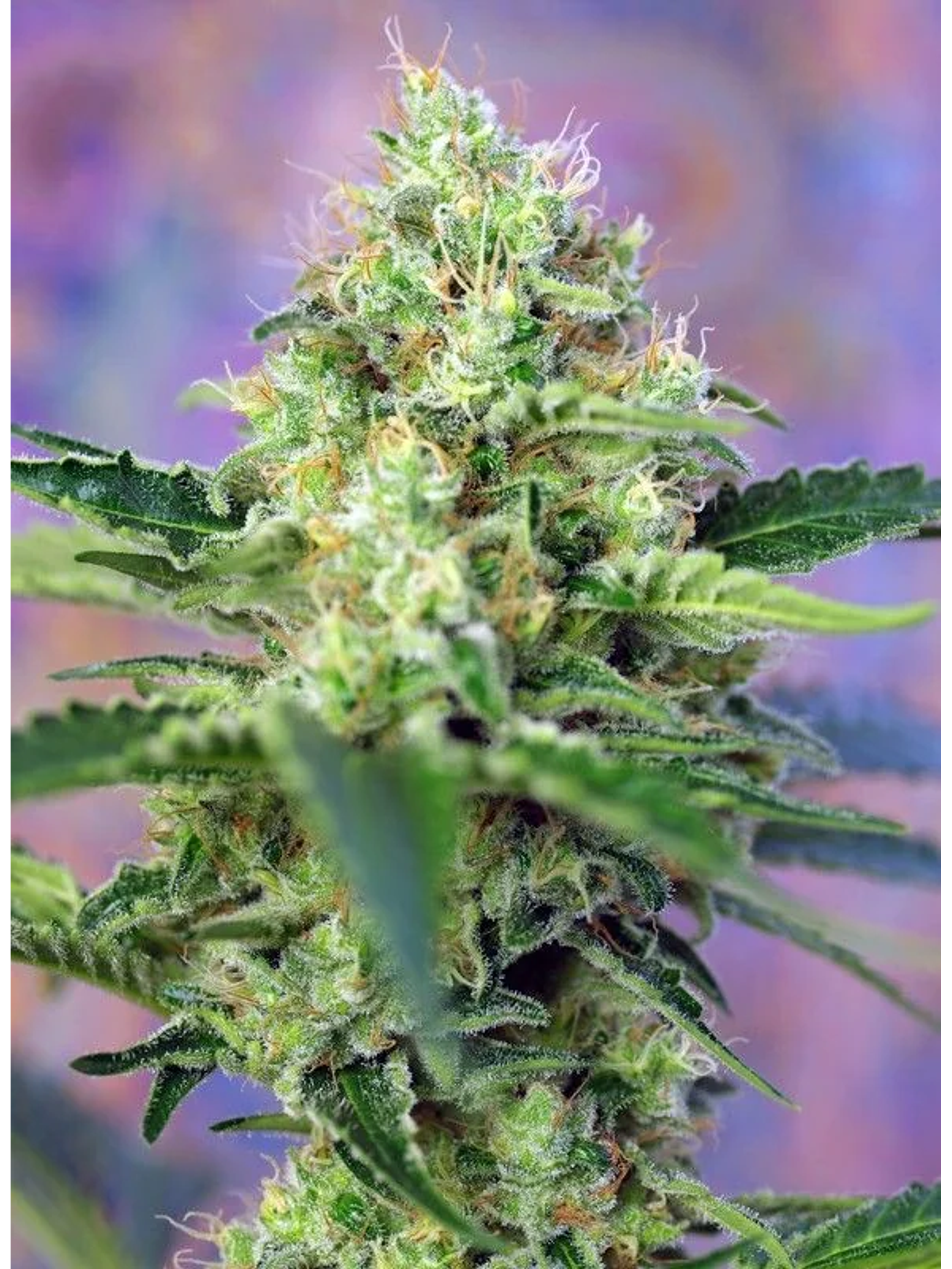 Crystal Candy Fem -Sweet Seeds (X25/X3+1) 4