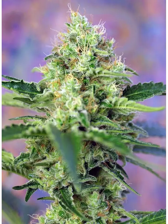 Crystal Candy Fem -Sweet Seeds (X25/X3+1) 4