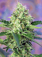 Crystal Candy Fem X25-Sweet Seeds - Miniatura 4