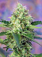Crystal Candy Fem -Sweet Seeds (X25/X3+1) - Miniatura 4