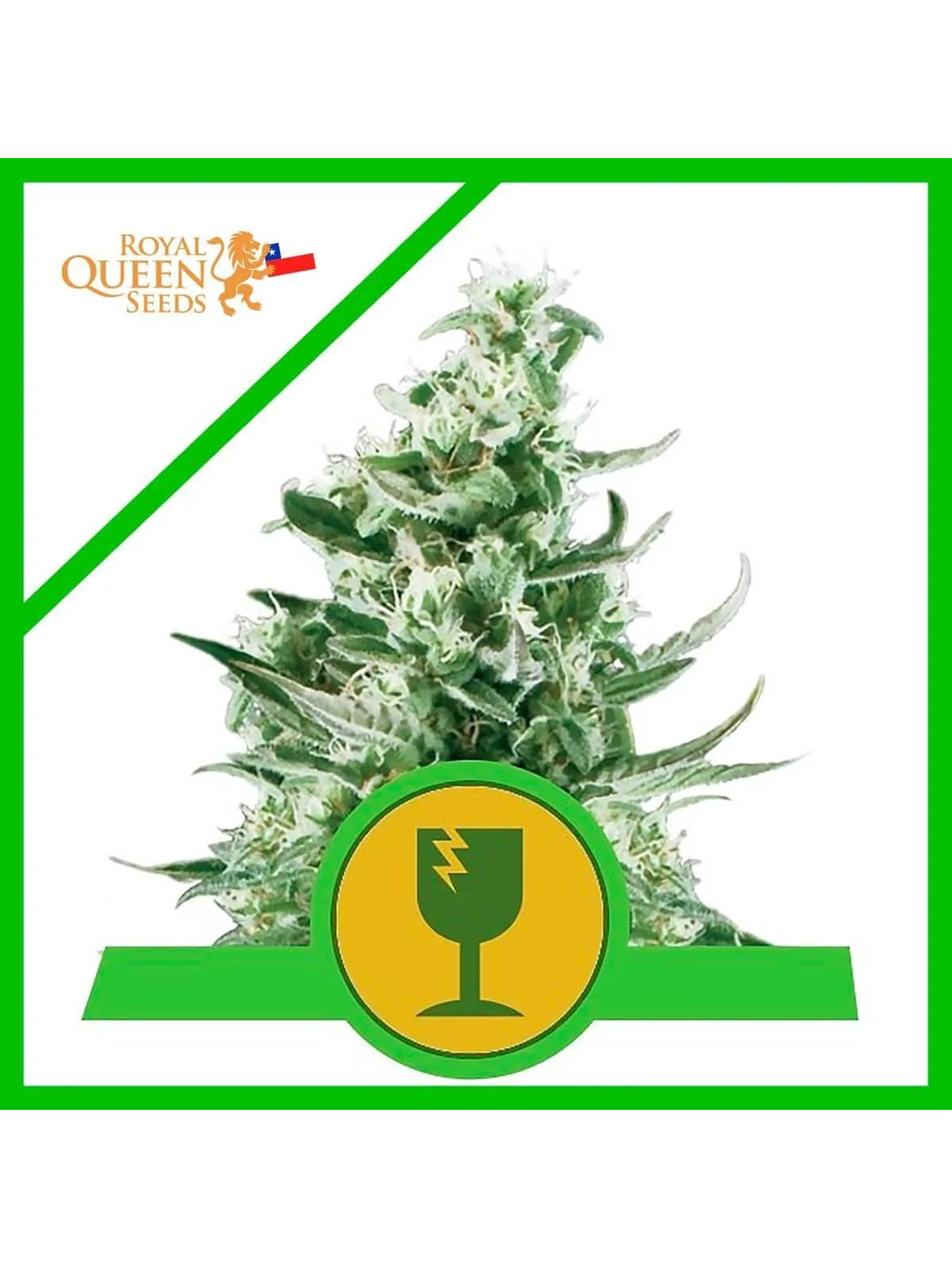Royal Critical Auto -Royal Queen Seeds (X100/X10/X3/X1) 2