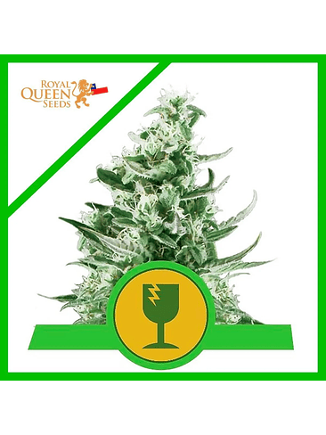 Royal Critical Auto -Royal Queen Seeds (X100/X1) 2