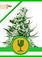 Royal Critical Auto -Royal Queen Seeds (X100/X1) - Miniatura 2
